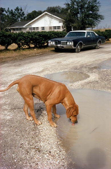 eggleston