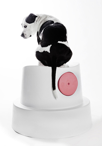 Gallery_dog