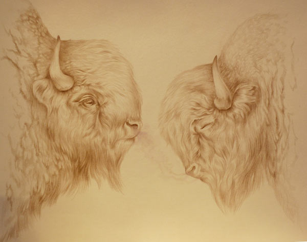bison4