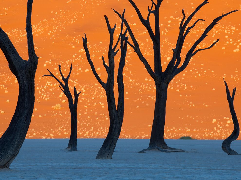camel-thorn-trees-namibia_35259_990x742