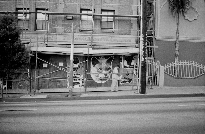 catcult-2