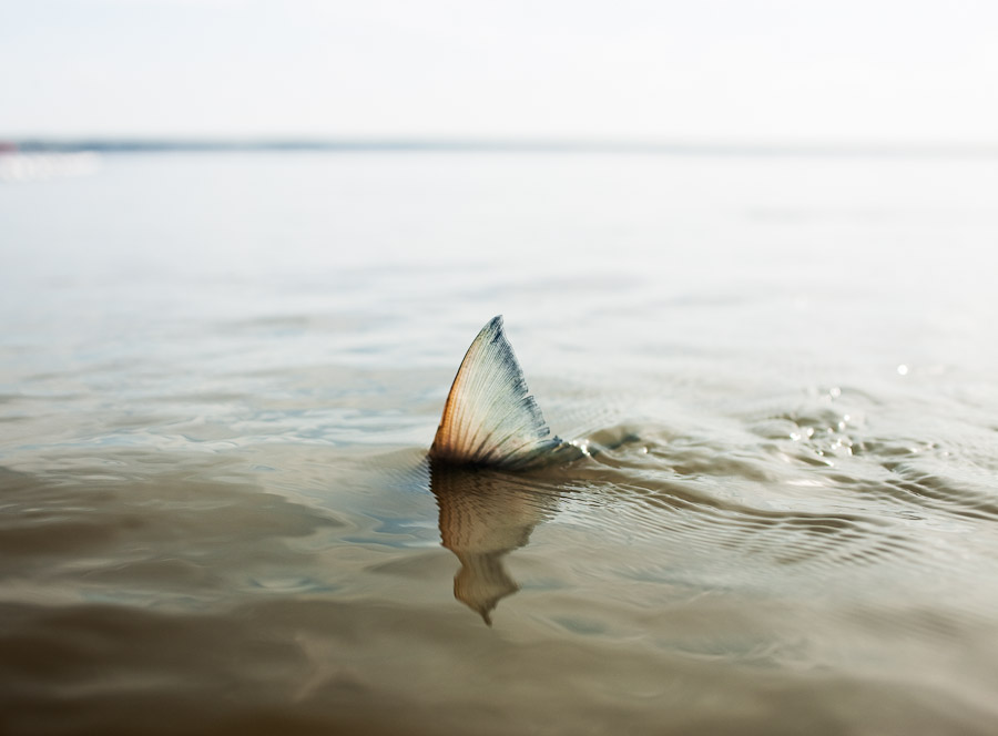 Salmon_Shark