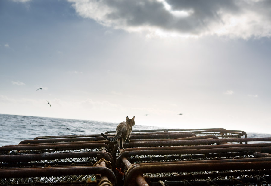 Sea_Kittys_Journey