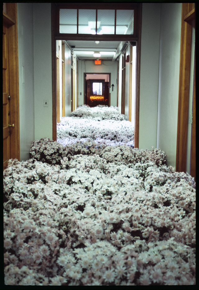 BLOOM-by-Anna-Schuleit-White-Mums