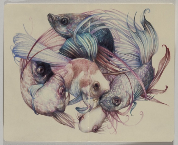 fishclouds