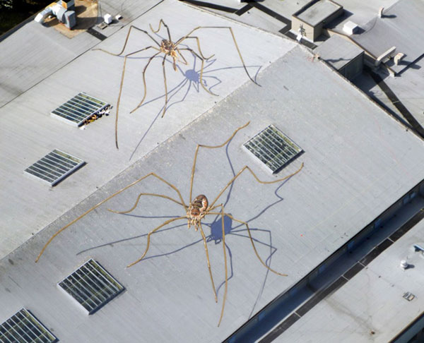 jux_spider1