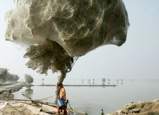 Tree_covered_in_spider_webs