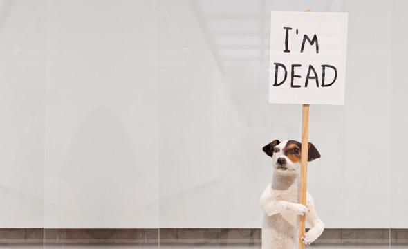 shrigley_1_590