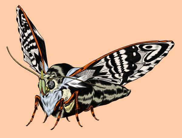 moth_web