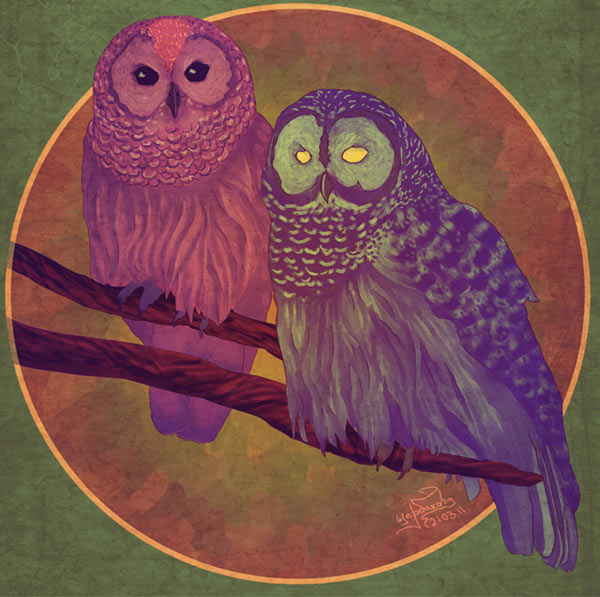owls