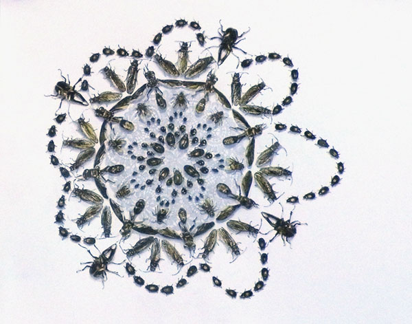 doily
