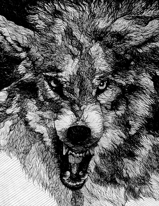 wolf