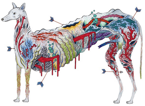 Greyhound