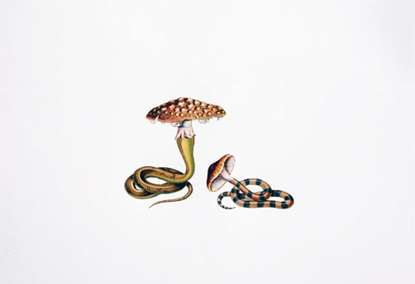 snake_charmers_1