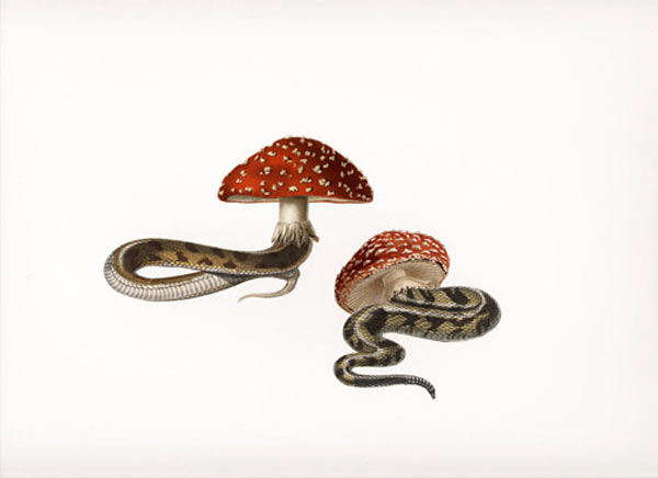snake_charmers_2