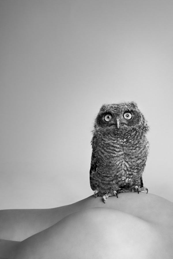 Owl_2010
