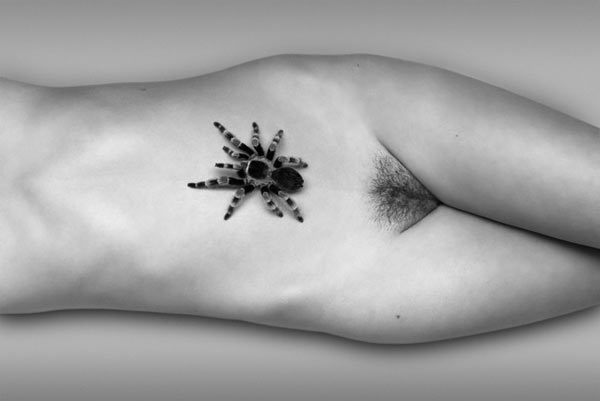 Tarantula_2010