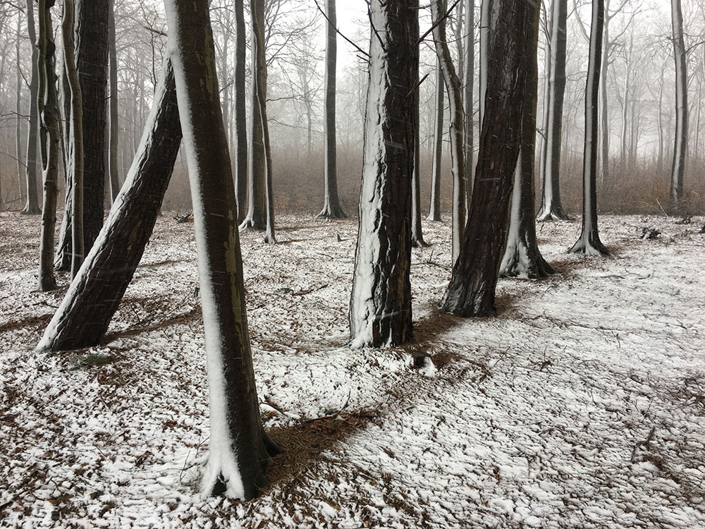 First Place winner for the Trees Category: "Snowshadow" Rügen, Baltic Sea. Shot on an iPhone 6s by Christian Helwig, Germany. Courtesy of artist and IPPAWARDS