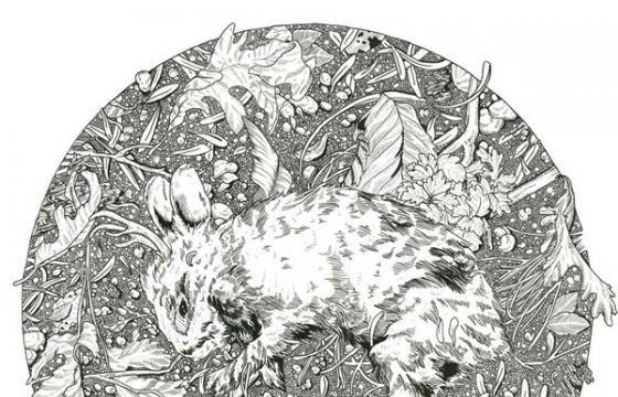 Ink Illustrations by Erica Williams