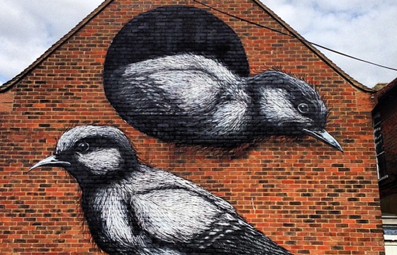 Roa in Chichester, UK