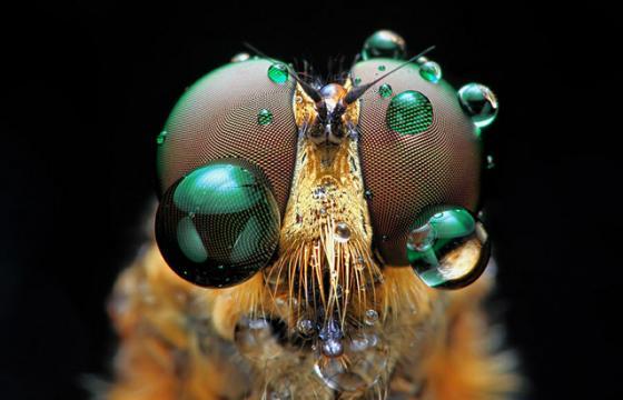 INSECTS In Your Face: Photography by Shikhei Goh