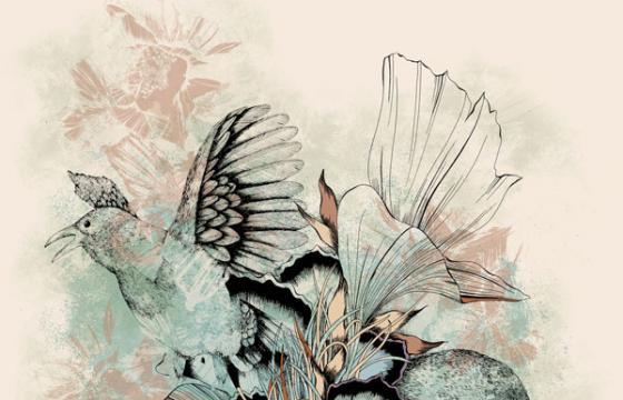 Stephanie Rostron's Nature Illustrations