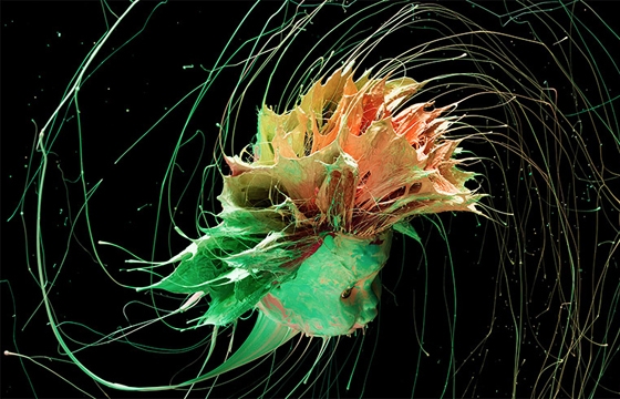 High Speed Spinning Paint by Peter Schafrick