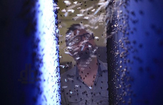Artist Creates Abstract Paintings With Flies (Video)