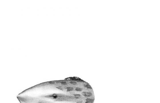 The Illustration of Ana Kras