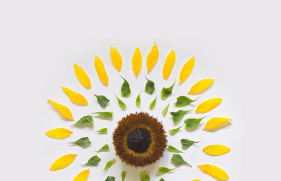 Exploded Flowers by Fong Qi Wei