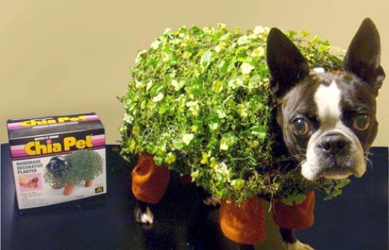 Halloween Tip #1: Chia Dog