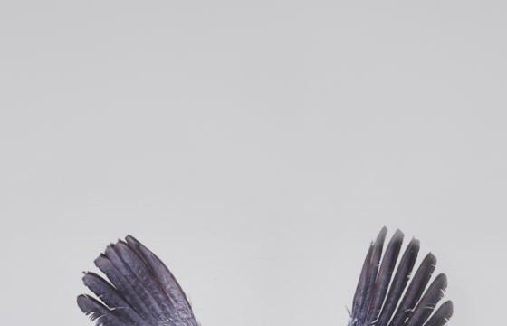 'Birds of Aperture' by Paul Octavious