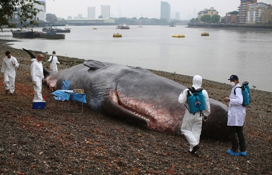 Hyperreal Beached Whale in London