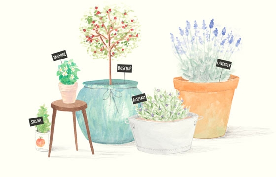 Amy Borrell's Illustrated Taxonomies