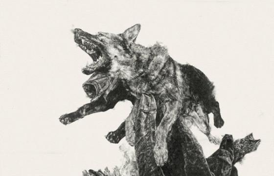 Amanda Nedham's Illustrations