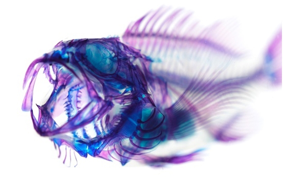 Shinsekai's 'The New World Transparent Specimens'