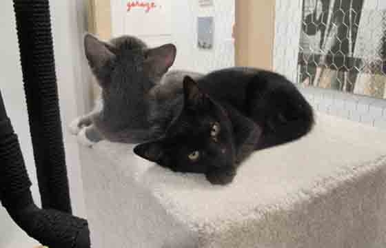 The Cat Show @ White Columns, New York