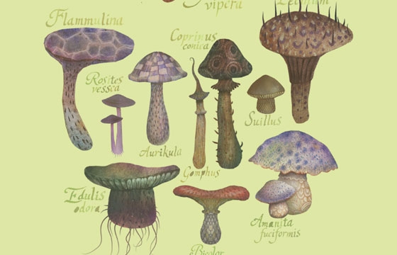 Vladimir's "Fungus Kingdom"