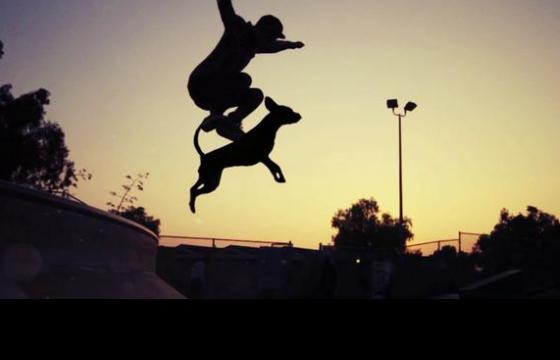 Dogboarding: A Short by The Daniels