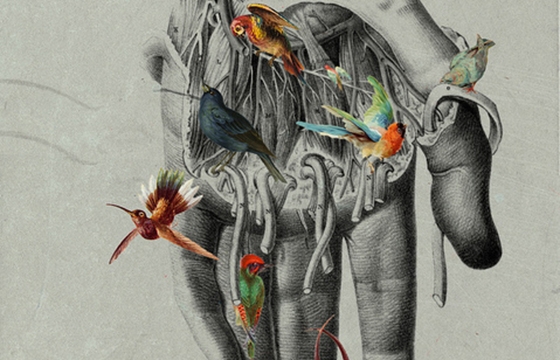 Michele Parliament's Anatomical Worlds
