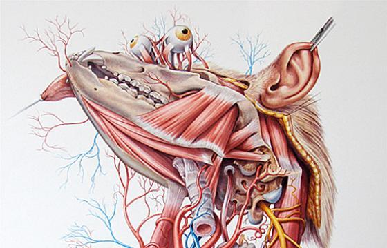 Anatomical Illustrations from Roberto Osti