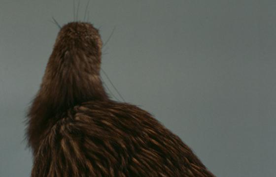 The Backs of Birds by Audrey Corregan