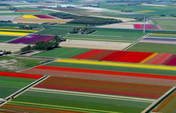 Tulip Fields by Normann Szkop