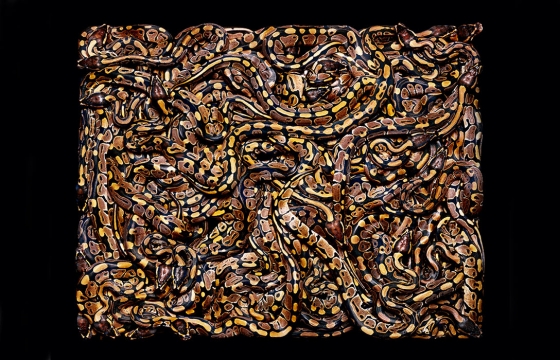 Guido Mocafico: Serpens