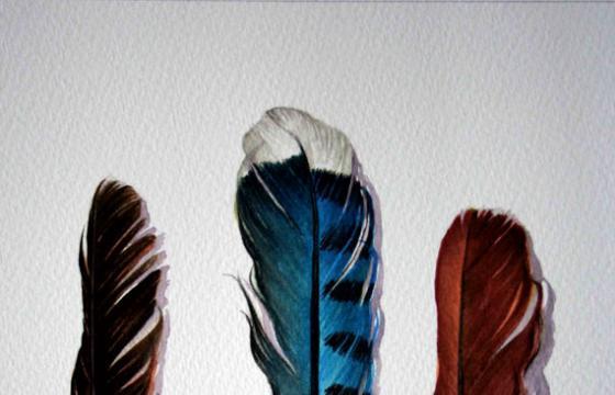A study in feathers