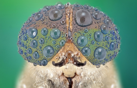 In Your Face: Extreme Close-ups of Insects