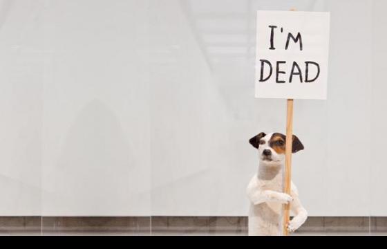 David Shrigley's "Brain Activity" @ YBCA, San Francisco