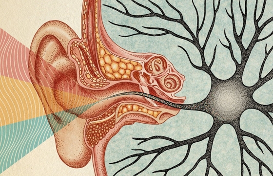 The Scientific and Anatomical Illustrations of Katie Scott