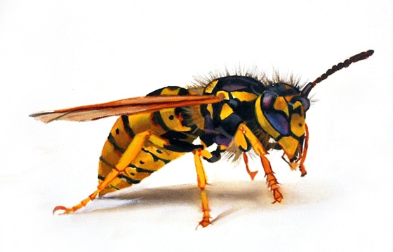 Suzanne Berry's "Bug" Series