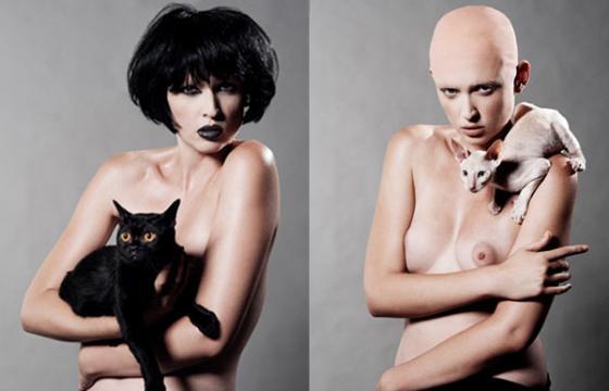 The Cat Show
